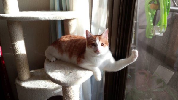 【速報】猫が筋肉自慢してきてムキムキ可愛い