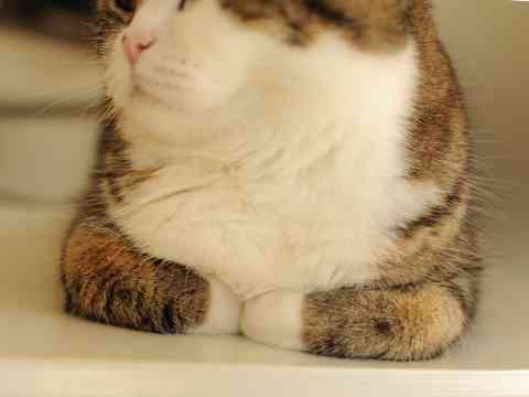 猫好きのための雑談