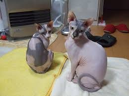 猫好きのための雑談