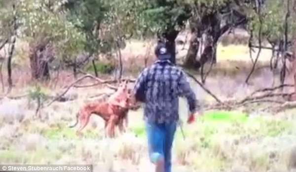 カンガルーが愛犬を羽交い締め→飼い主が勇敢に戦いを挑む動画が話題に