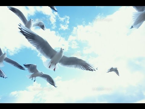 【合唱名曲】明日の朝、神様がいらっしゃるよ - YouTube