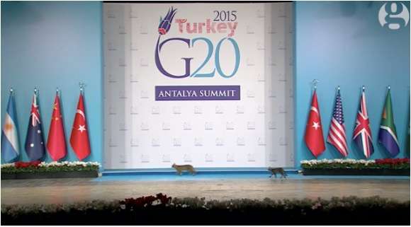 【動画あり】ネコ3匹が厳重なセキュリティを突破！ G20サミットに現れる → 「ネコだ～」「どの首脳よりも有能」と世界中が癒される