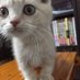 うるにゃそ on Twitter: "新発売のiPhoneケース https://t.co/eJ3J9QhDkj"