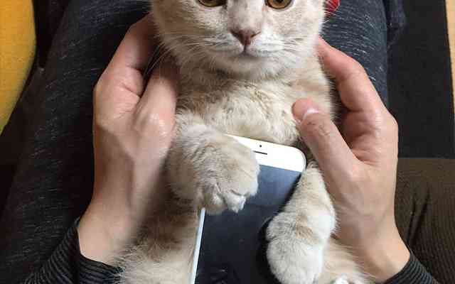 「どこで買えますか！？」一点もの、新発売のiPhoneケースが可愛すぎる   grape [グレイプ]