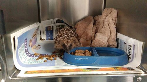 怪我でも病気でもないハリネズミで動物病院がいっぱいに？その驚きの理由とは？ 