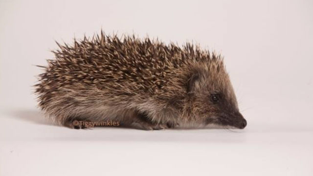 怪我でも病気でもないハリネズミで動物病院がいっぱいに？ その驚きの理由とは？ | ANIMALive