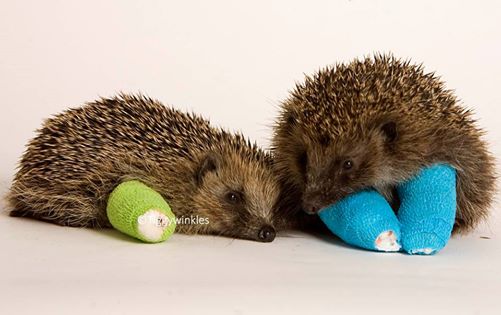 怪我でも病気でもないハリネズミで動物病院がいっぱいに？その驚きの理由とは？ 