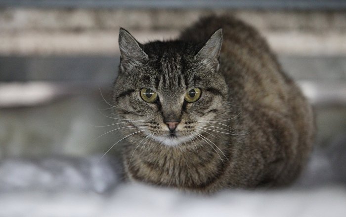 ロシアの厳冬：ロシア人が凍りつき地面に貼りついた猫を救助