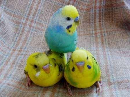 鳥カフェ、オープン！