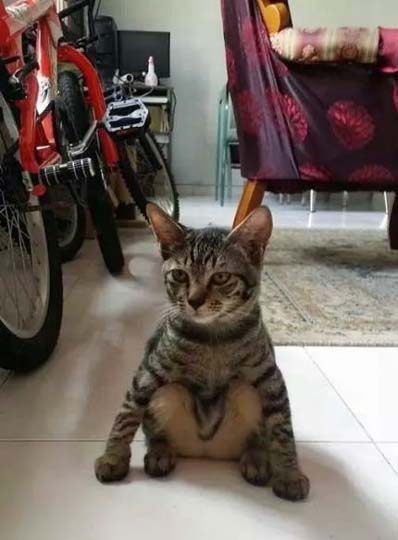 ヤンキーみたいな動物の画像を貼るトピ