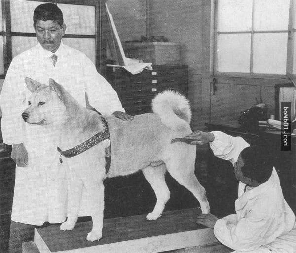 プーチン露大統領に贈った秋田犬「ゆめ」生きていた！日本メディアのインタビューに登場
