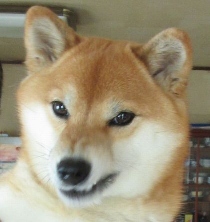 ヤンキーみたいな動物の画像を貼るトピ