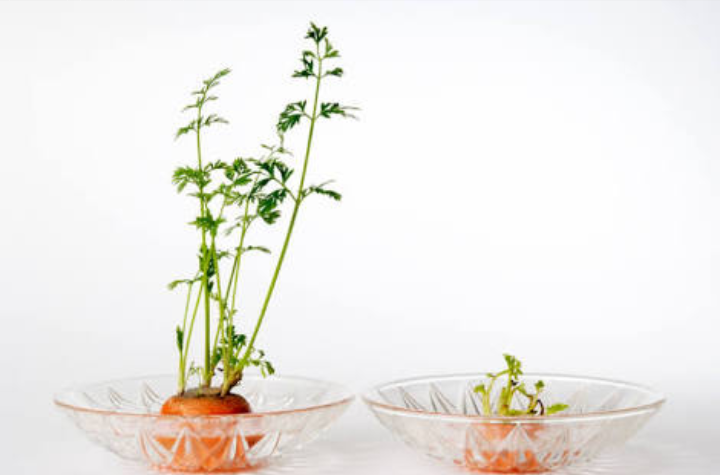 再生野菜(リボベジ)育てた事のある方！