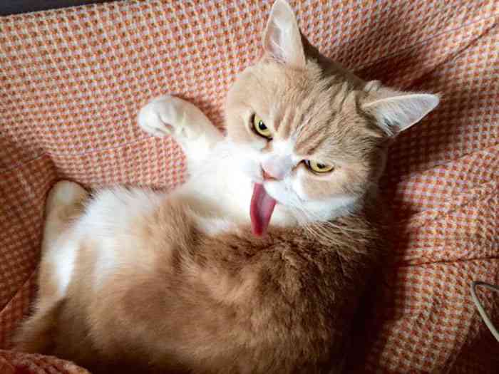 ヤンキーみたいな動物の画像を貼るトピ