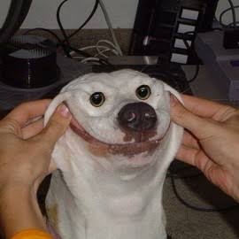 珍しい犬種を語りたい！