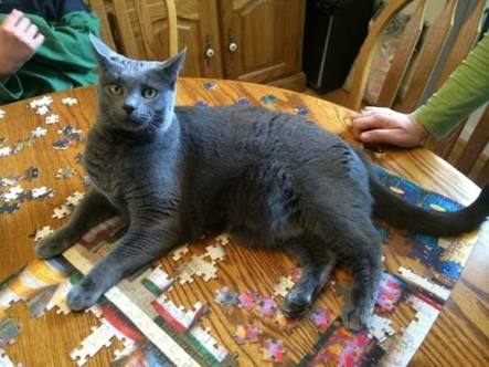 なぜそこに！？と思う猫画像