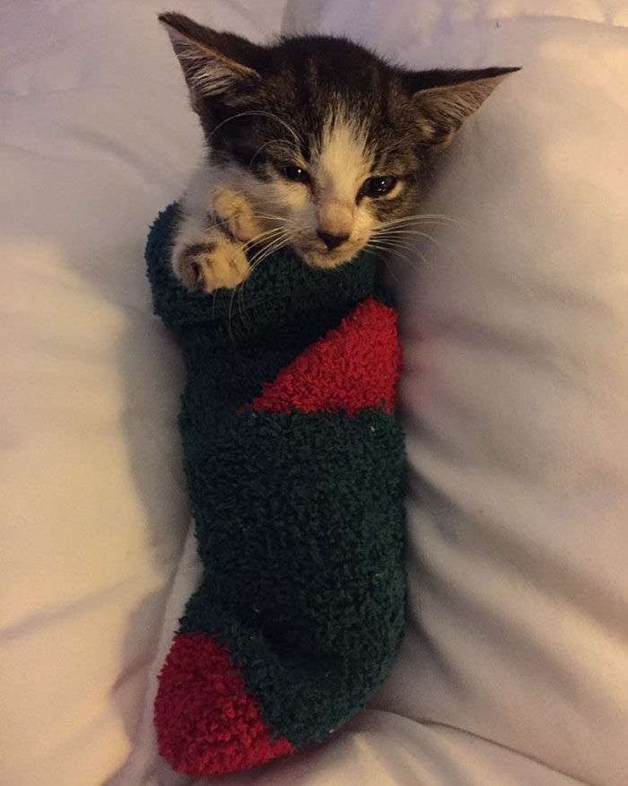 【クリスマスの奇跡！】猫がクリスマスツリーの下に置いたクリスマスプレゼントが世界中を感動させている