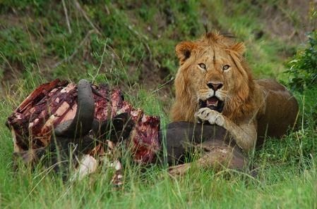 肉食の害｜ひふみ塾 世回りブログ