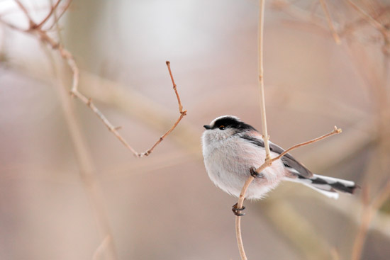 鳥カフェ、オープン！
