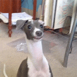 dog, italian greyhound, and funny puppy by Easygoingfuture | We Heart It