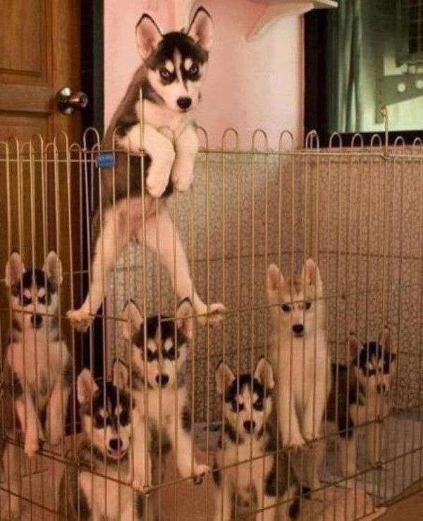 ヤンキーみたいな動物の画像を貼るトピ