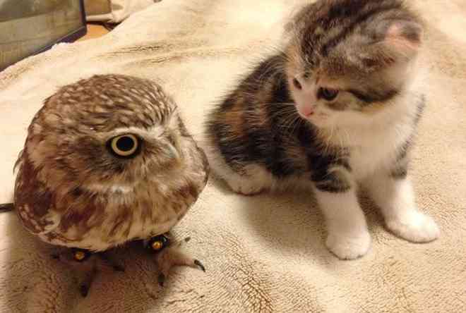 鳥カフェ、オープン！
