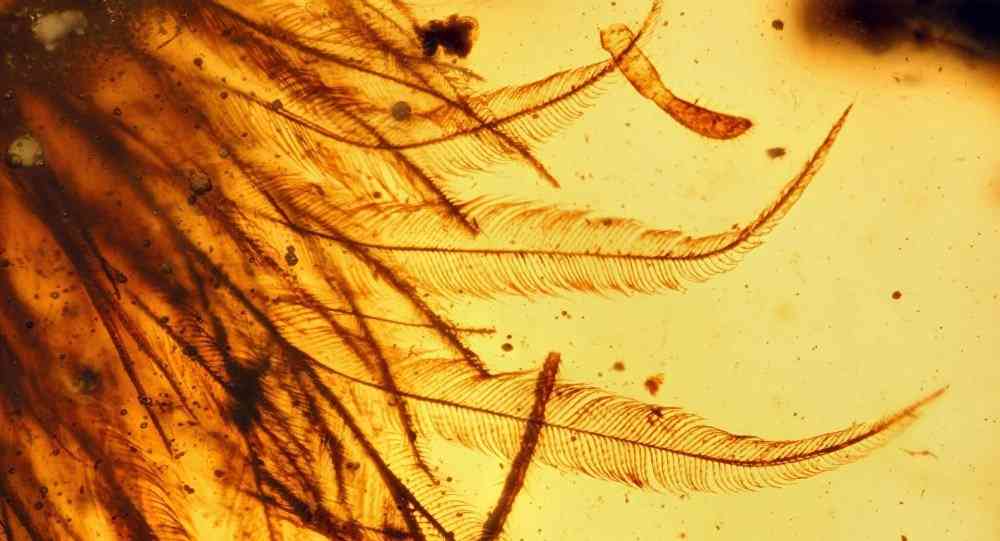 羽毛の生えた恐竜の尾、琥珀の中から発見 体色など解明へ