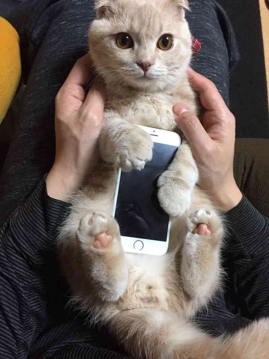「どこで買えますか！？」一点もの、新発売のiPhoneケースが可愛すぎる