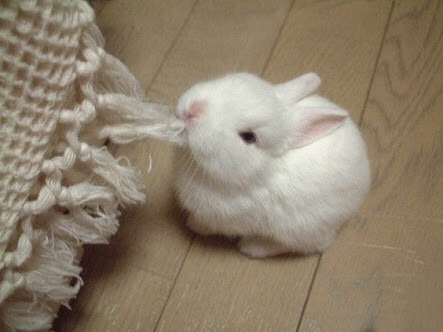 ふわふわが集まるトピ