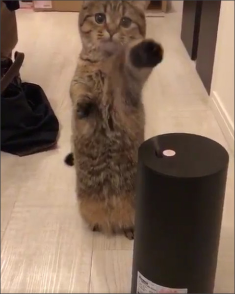 加湿器が気になって仕方ない猫が可愛すぎる