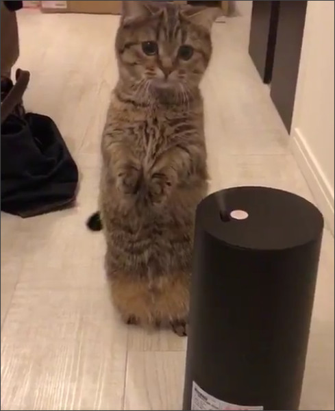 加湿器が気になって仕方ない猫が可愛すぎる