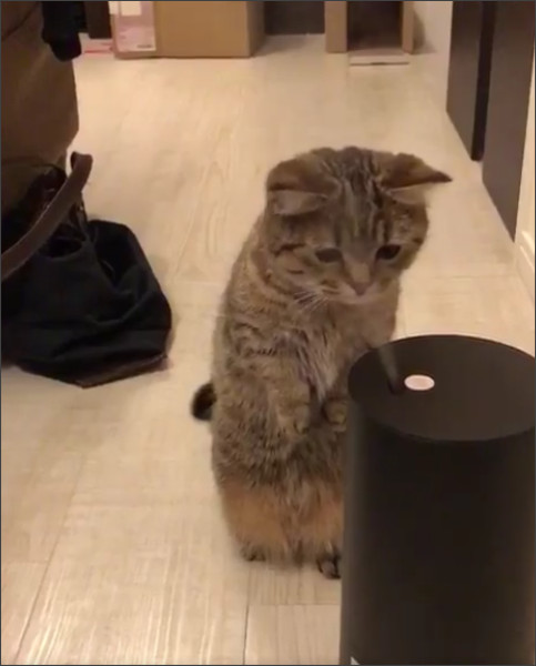 加湿器が気になって仕方ない猫が可愛すぎる