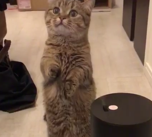 加湿器の蒸気が気になって仕方ない猫ｗｗｗｗｗｗｗｗ:ハムスター速報