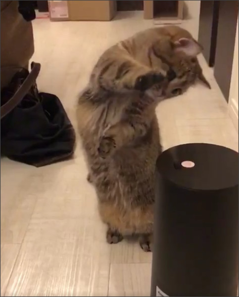 加湿器が気になって仕方ない猫が可愛すぎる