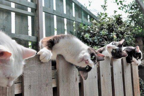 ヤンキーみたいな動物の画像を貼るトピ