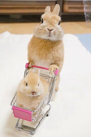 保存したら負け！きゃわい〜動物の画像！
