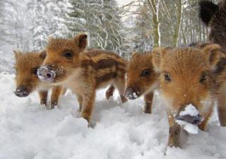 保存したら負け！きゃわい〜動物の画像！
