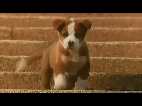 サントリー トリス ウイスキー CM 1981年 「雨と子犬」篇 - YouTube