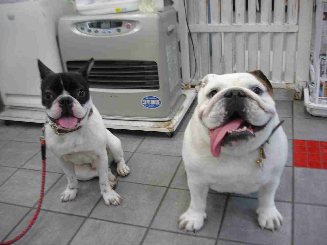 鼻ぺちゃ犬同好会