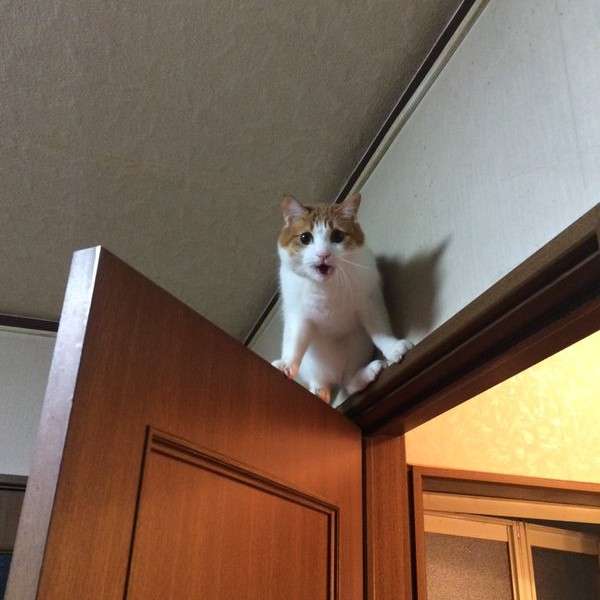 なぜそこに！？と思う猫画像