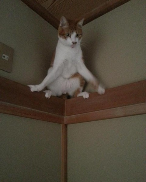 なぜそこに！？と思う猫画像