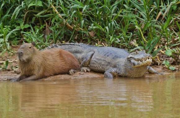 自分を動物に例えると？