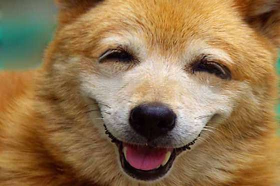 保存したら負け！きゃわい〜動物の画像！