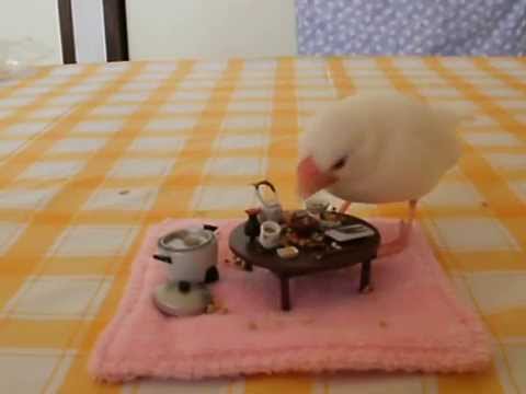 鳥カフェ、オープン！