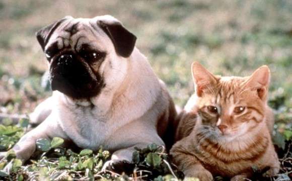 動物虐待疑惑で非難された9つの映画作品 : カラパイア