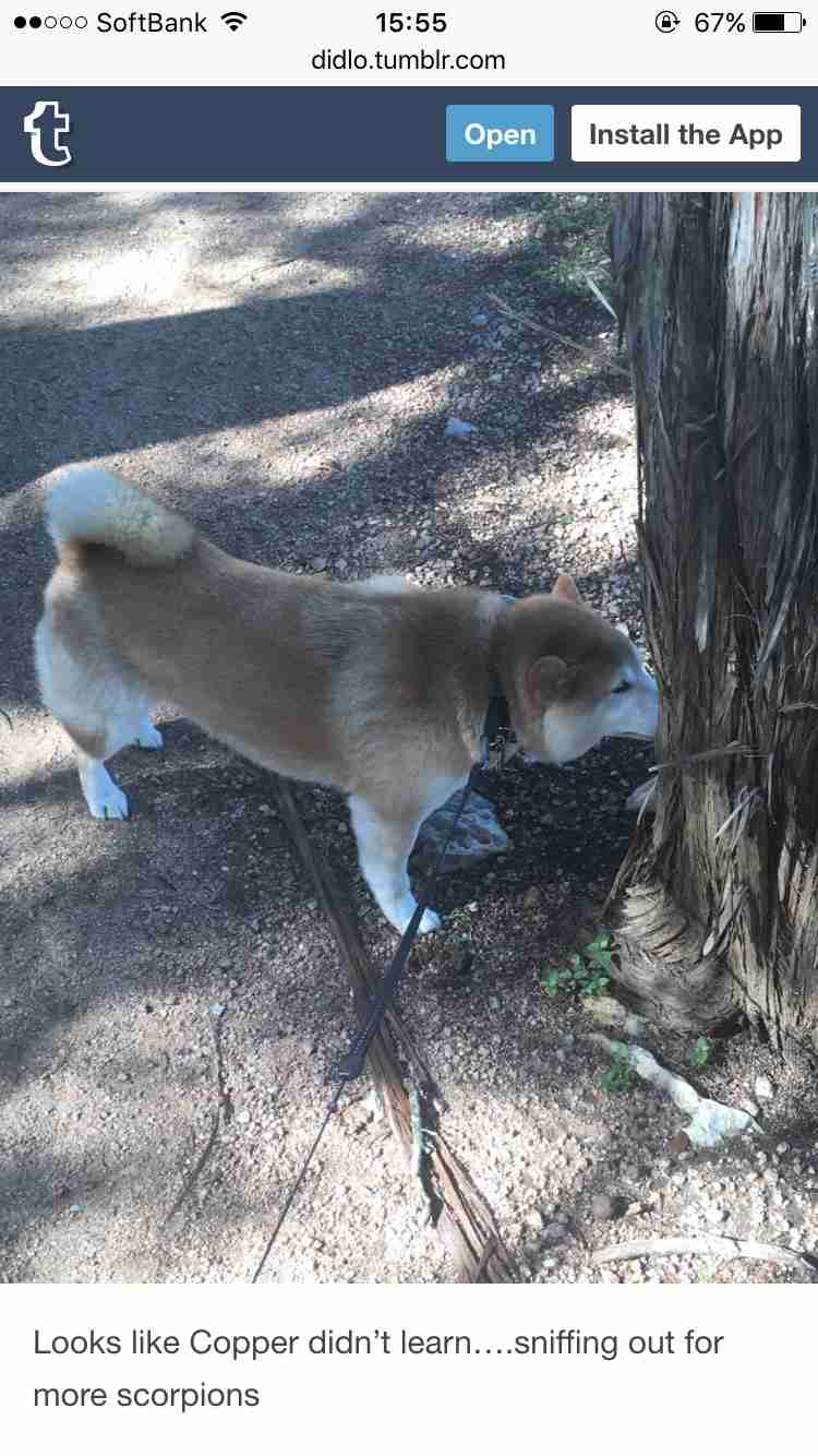 がるちゃんやってて暗黙のルールがわからない人