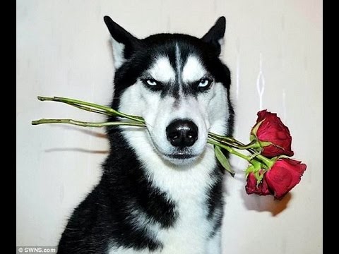 今日誕生日です。誰かプレゼント画像下さい