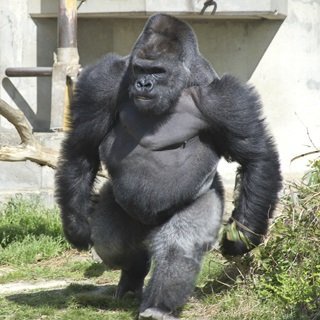 ヤンキーみたいな動物の画像を貼るトピ
