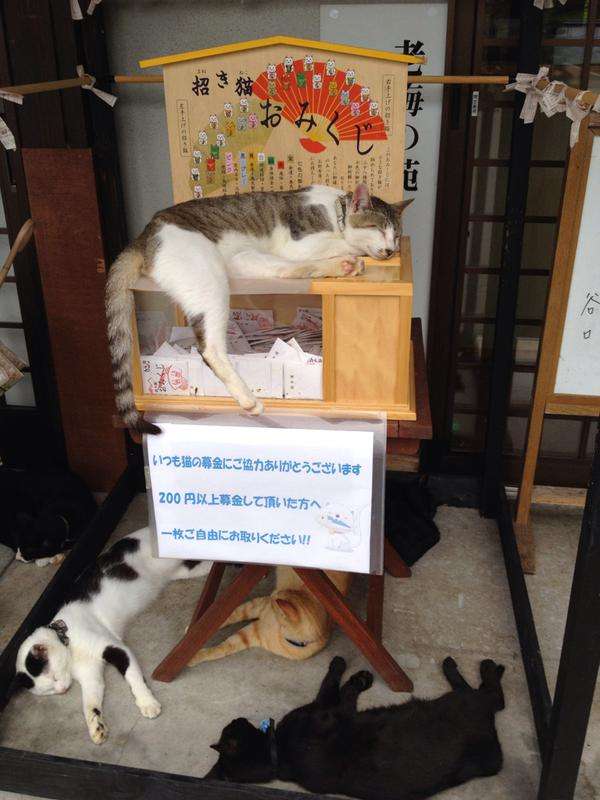 なぜそこに！？と思う猫画像