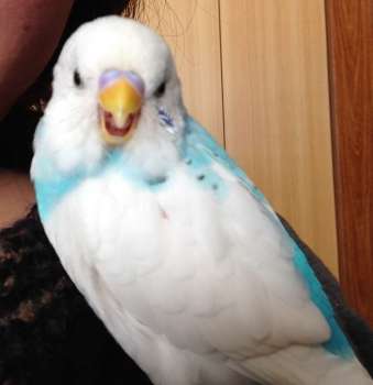ふわふわが集まるトピ